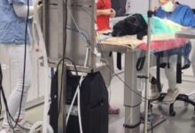 ”mii-de-operatii-chirurgicale-pe-animale-de-companie”-este-bagajul-profesional-al-unui-medic-veterinar-reintors-la-targu-mures-din-germania-si-budapesta