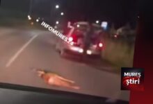 accident-la-intrarea-in-budiu-mic:-o-caprioara-a-fost-lovita-de-un-autoturism!