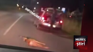 accident-la-intrarea-in-budiu-mic:-o-caprioara-a-fost-lovita-de-un-autoturism!
