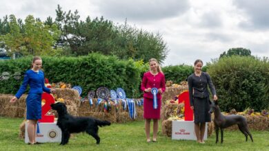 expozitie-canina-de-talie-europeana-–-dracula-dog-show-revine-la-targu-mures