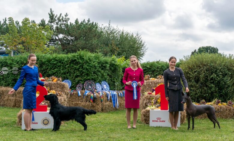 expozitie-canina-de-talie-europeana-–-dracula-dog-show-revine-la-targu-mures
