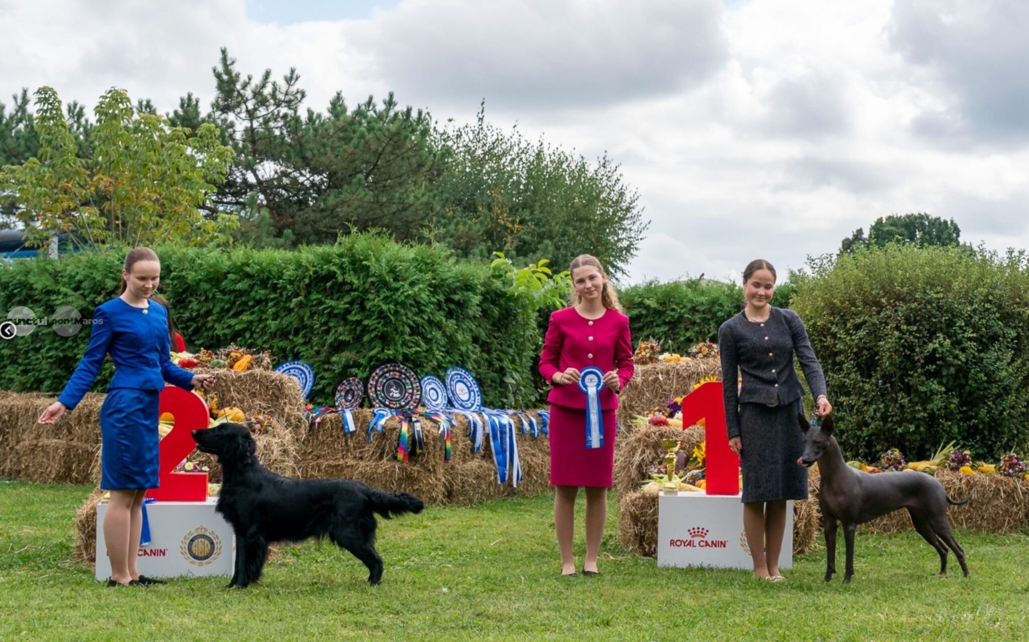 expozitie-canina-de-talie-europeana-–-dracula-dog-show-revine-la-targu-mures