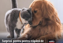 ppc-aduce-la-targu-mures-un-atelier-gratuit-pentru-stapanii-de-animale-de-companie!