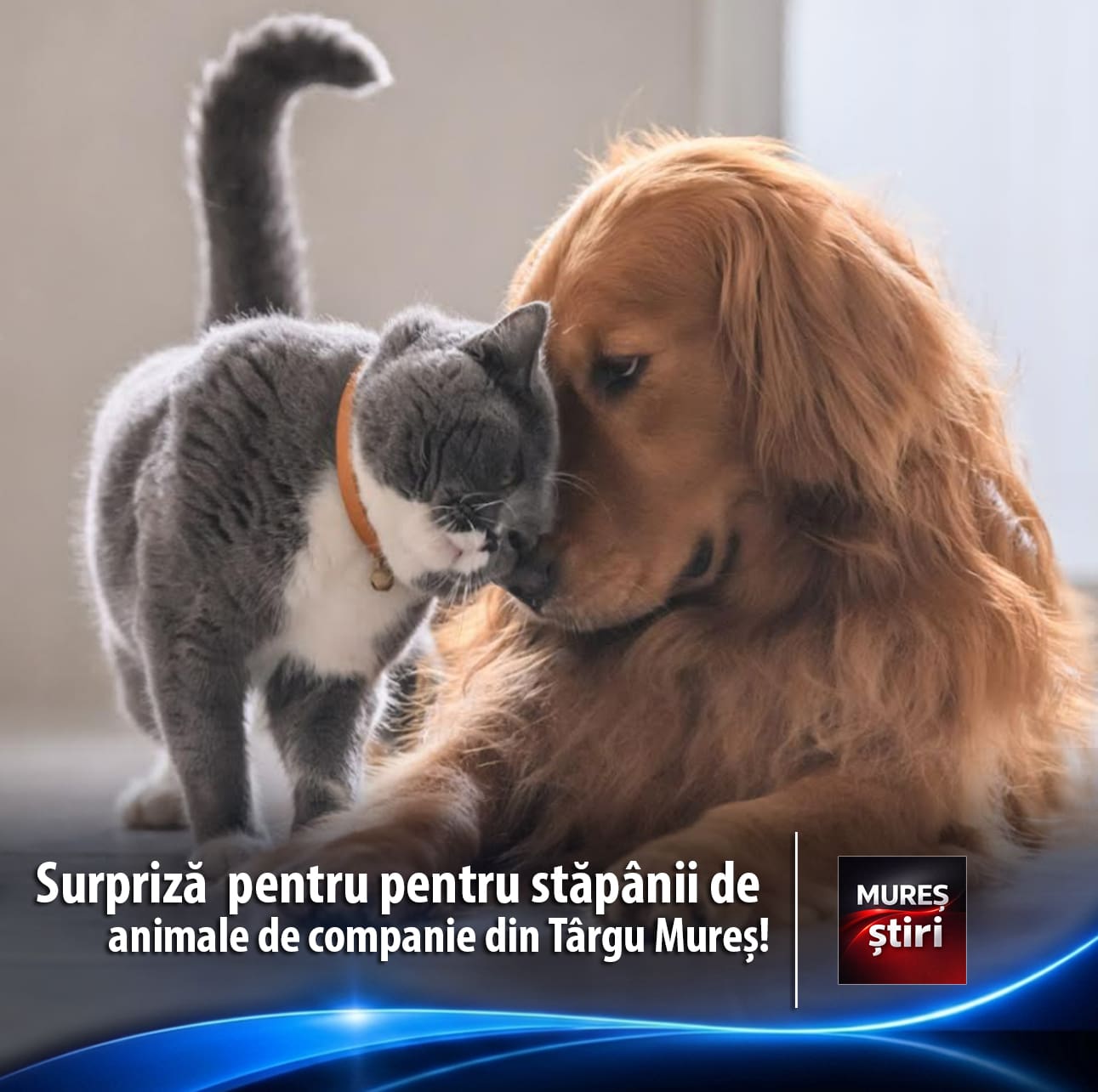 ppc-aduce-la-targu-mures-un-atelier-gratuit-pentru-stapanii-de-animale-de-companie!