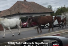 video-|-vestul-salbatic-de-targu-mures:-caii-urbani,-noul-serviciu-de-patrulare-ecologica-aplaudat-de-primarie-si-politia-locala!