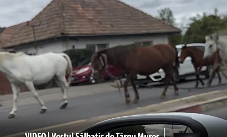 video-|-vestul-salbatic-de-targu-mures:-caii-urbani,-noul-serviciu-de-patrulare-ecologica-aplaudat-de-primarie-si-politia-locala!