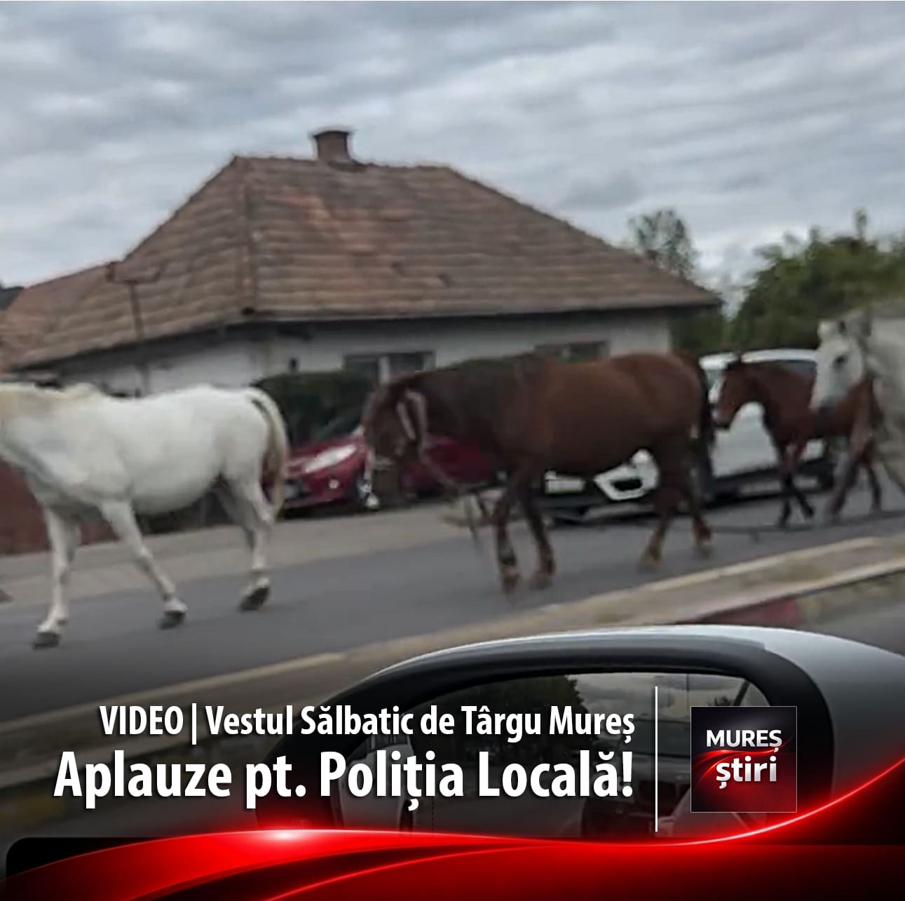 video-|-vestul-salbatic-de-targu-mures:-caii-urbani,-noul-serviciu-de-patrulare-ecologica-aplaudat-de-primarie-si-politia-locala!