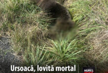 ursoaca-de-doi-ani,-lovita-mortal-de-o-masina-pe-dn-13a,-in-judetul-mures!