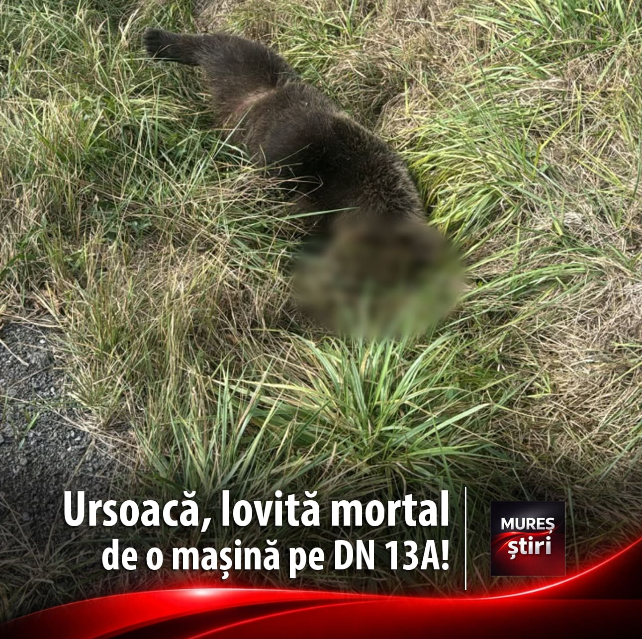 ursoaca-de-doi-ani,-lovita-mortal-de-o-masina-pe-dn-13a,-in-judetul-mures!