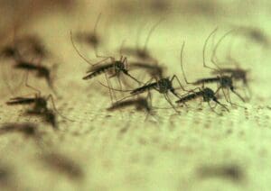 insp:-95-de-cazuri-de-infectie-cu-virusul-west-nile