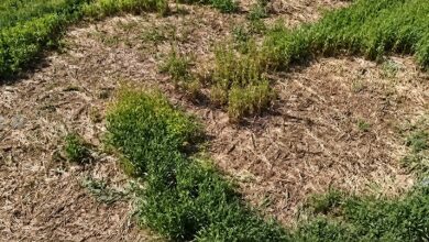 peste-2-milioane-de-lei,-paguba-lasata-de-ursi-si-lupi-in-mures-anul-acesta