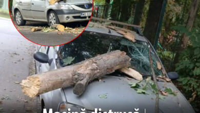 incident-nefericit-in-targu-mures:-o-masina-avariata-in-parcare-de-un-copac-cazut!