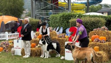foto:-best-in-show,-cei-mai-buni-caini-ai-expozitiei-din-cadrul-evenimentului-dracula-dog-show
