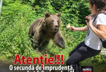 o-secunda-de-imprudenta,-o-viata-in-pericol:-incident-grav-evitat-in-zona-vidraru-din-cauza-hranirii-ursilor!