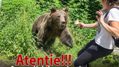 o-secunda-de-imprudenta,-o-viata-in-pericol:-incident-grav-evitat-in-zona-vidraru-din-cauza-hranirii-ursilor!