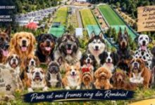 rasnovul-gazduieste-expozitia-canina-internationala