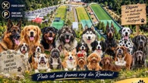 rasnovul-gazduieste-expozitia-canina-internationala