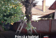 sanctiuni-de-pana-la-45.000-de-lei-pentru-abandonarea-deseurilor-si-alte-abateri-de-mediu-in-targu-mures!