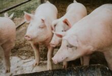 plenul-camerei-deputatilor-a-adoptat-un-proiect-de-lege-care-extinde-lista-beneficiarilor-schemei-de-ajutor-de-stat-destinata-crescatorilor-de-porci-in-2026