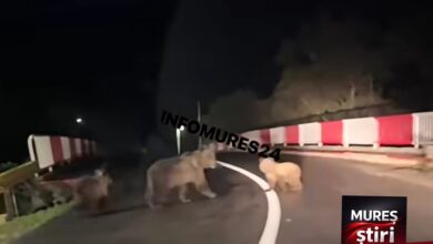 alerta-pentru-soferi-pe-dj-153c:-ursoaica-cu-pui,-observata-pe-carosabil-intre-gurghiu-si-casva!