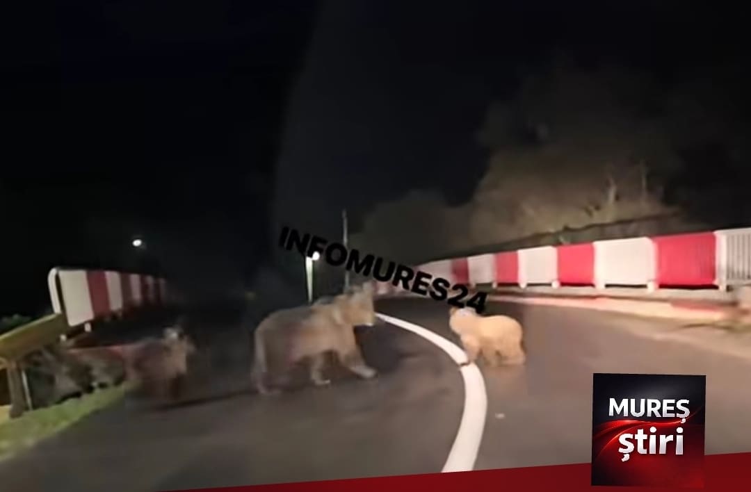 alerta-pentru-soferi-pe-dj-153c:-ursoaica-cu-pui,-observata-pe-carosabil-intre-gurghiu-si-casva!