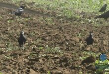 covasna:-ciorile-provoaca-pagube-importante-culturilor-agricole-in-judet