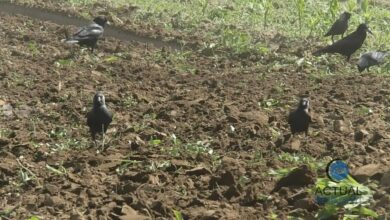 covasna:-ciorile-provoaca-pagube-importante-culturilor-agricole-in-judet