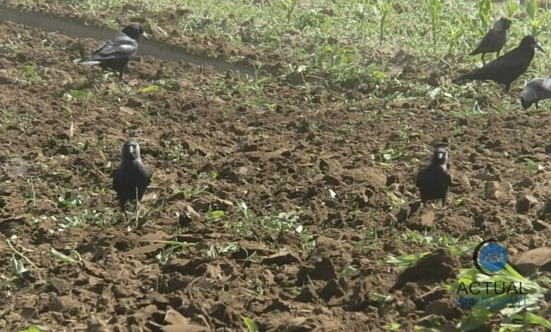 covasna:-ciorile-provoaca-pagube-importante-culturilor-agricole-in-judet