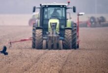 pagube-importante-provocate-de-ciori-culturilor-agricole-din-covasna