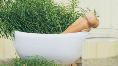 coada-calului,-o-planta-remineralizanta!-cum-se-prepara-si-ce-precautii-trebuie-respectate