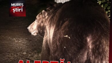 alerta-extrema-in-targu-mures:-urs-semnalat-pe-strada-ramurele!-mesaj-ro-alert-emis-de-isu-mures