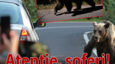 alerta-pentru-soferi-in-judetul-mures:-ursi-pe-carosabil-intre-sangeorgiu-de-padure-si-trei-sate!