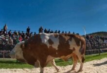 parada-taurilor-revine-la-sangeorgiu-de-mures.-sute-de-fermieri-sunt-asteptati-la-eveniment
