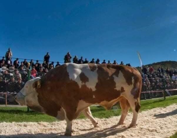 parada-taurilor-revine-la-sangeorgiu-de-mures.-sute-de-fermieri-sunt-asteptati-la-eveniment