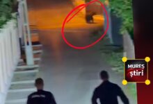 alerta-in-targu-mures:-urs-surprins-pe-strada-semenic!-video