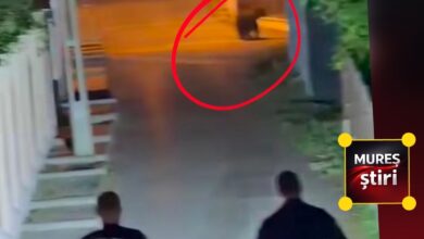 alerta-in-targu-mures:-urs-surprins-pe-strada-semenic!-video