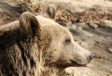 covasna:-cota-de-preventie-de-86-de-ursi-nu-mai-poate-fi-atinsa-in-acest-an,-apreciaza-prefectul-raduly-istvan