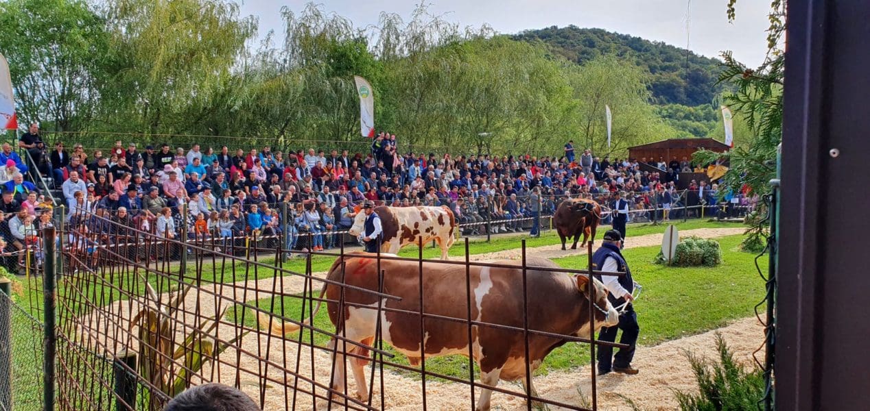 50-de-ani-de-genetica-de-top-la-sangeorgiu-de-mures