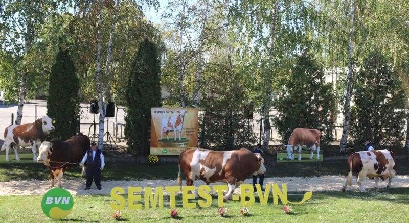 fotoreportaj.-parada-taurilor,-spectacolul-geneticii-de-performanta,-la-50-de-ani-de-semtest-bvn-mures