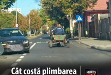 video:-cai-lasati-liberi-pe-malul-muresului-si-atelaje-sanctionate-in-trafic!