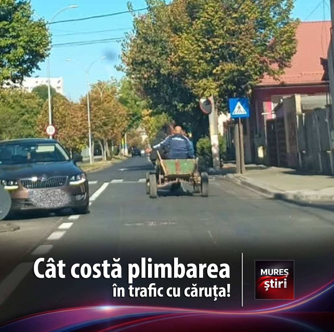 video:-cai-lasati-liberi-pe-malul-muresului-si-atelaje-sanctionate-in-trafic!