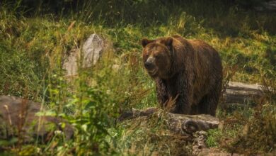”unda-verde”-pentru-uciderea-a-71-de-ursi-in-judetul-mures