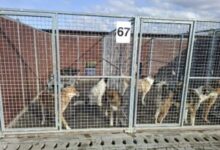 brasov:-conditii-mai-bune-la-adapostul-public-pentru-animale-din-triaj