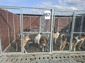 brasov:-conditii-mai-bune-la-adapostul-public-pentru-animale-din-triaj