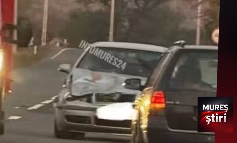 accident-rutier-intre-tigmandru-si-nades:-un-autoturism-a-lovit-mortal-un-urs!