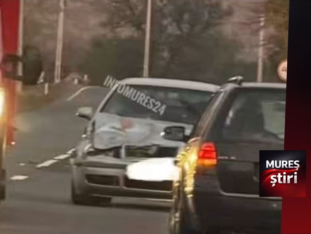 accident-rutier-intre-tigmandru-si-nades:-un-autoturism-a-lovit-mortal-un-urs!
