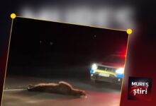 un-nou-accident-cauzat-de-animale-salbatice-pe-drumurile-din-mures:-autoturism-intrat-in-coliziune-cu-un-urs-intre-valenii-de-mures-si-brancovenesti!