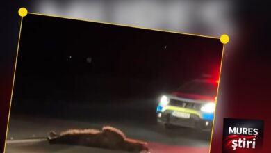 un-nou-accident-cauzat-de-animale-salbatice-pe-drumurile-din-mures:-autoturism-intrat-in-coliziune-cu-un-urs-intre-valenii-de-mures-si-brancovenesti!