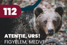 primaria-targu-mures,-demersuri-in-ceea-ce-priveste-siguranta-cetatenilor-vizavi-de-problema-ursilor