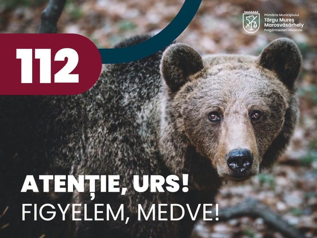primaria-targu-mures,-demersuri-in-ceea-ce-priveste-siguranta-cetatenilor-vizavi-de-problema-ursilor